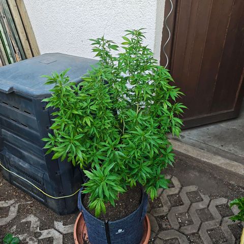Purple Cookie Kush Sensi Seeds  growlog timeline photo