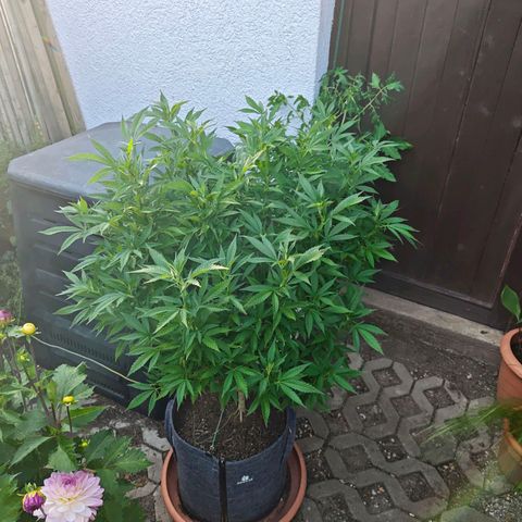 Purple Cookie Kush Sensi Seeds  growlog timeline photo