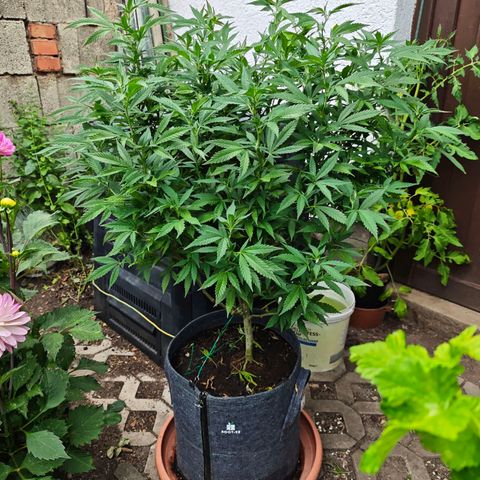 Purple Cookie Kush Sensi Seeds  growlog timeline photo