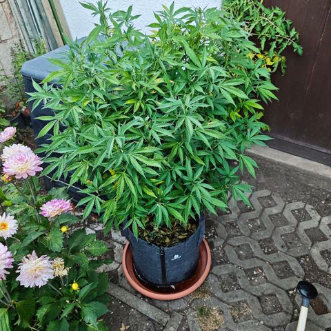 Purple Cookie Kush Sensi Seeds  growlog timeline photo