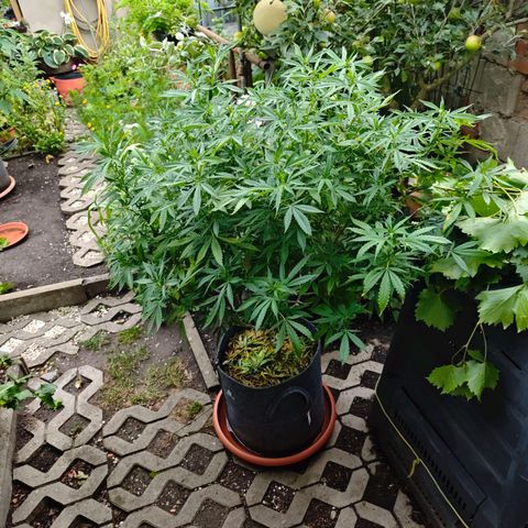 Purple Cookie Kush Sensi Seeds  growlog timeline photo