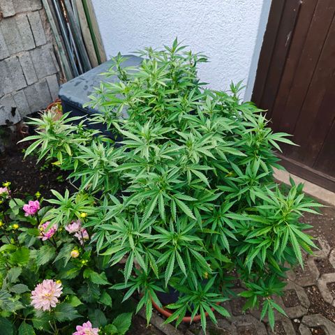 Purple Cookie Kush Sensi Seeds  growlog timeline photo