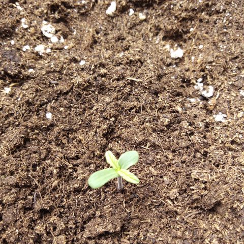Banana Blaze #2 growlog timeline photo
