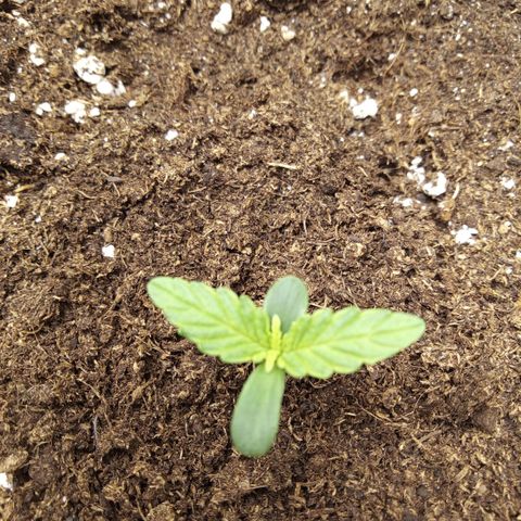 Banana Blaze #2 growlog timeline photo