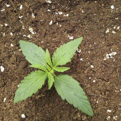 Banana Blaze #2 growlog timeline photo