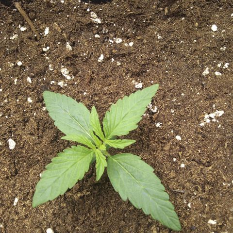 Banana Blaze #2 growlog timeline photo