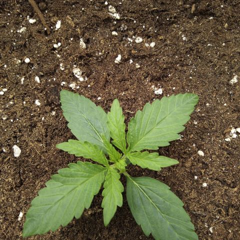 Banana Blaze #2 growlog timeline photo