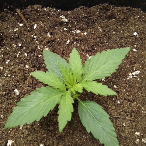 Banana Blaze #2 growlog timeline photo