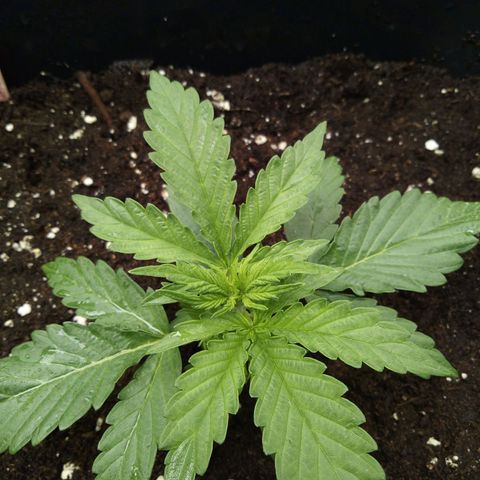 Banana Blaze #2 growlog timeline photo