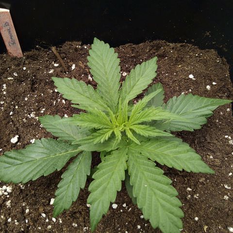 Banana Blaze #2 growlog timeline photo