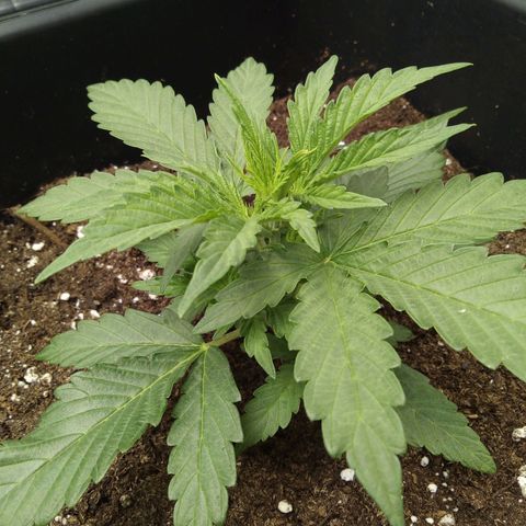 Banana Blaze #2 growlog timeline photo