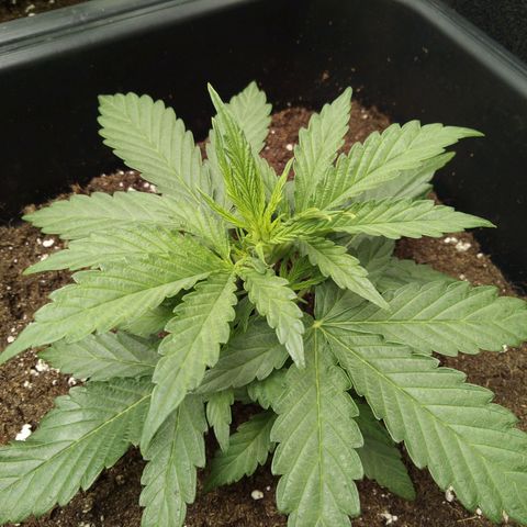 Banana Blaze #2 growlog timeline photo