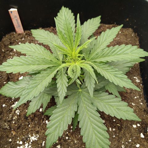 Banana Blaze #2 growlog timeline photo