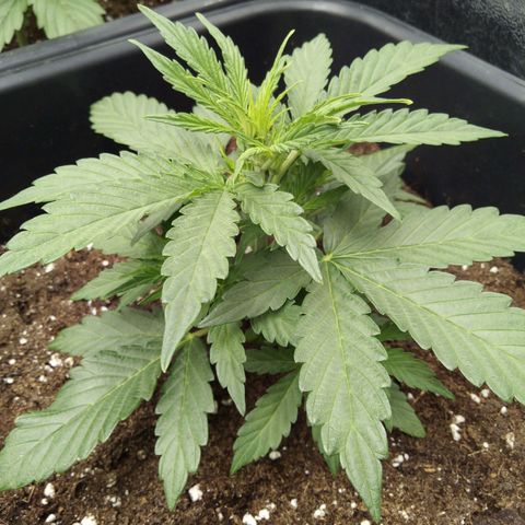 Banana Blaze #2 growlog timeline photo