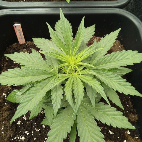 Banana Blaze #2 growlog timeline photo