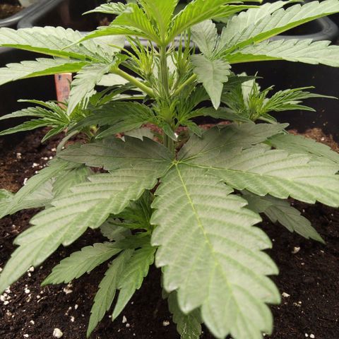 Banana Blaze #2 growlog timeline photo