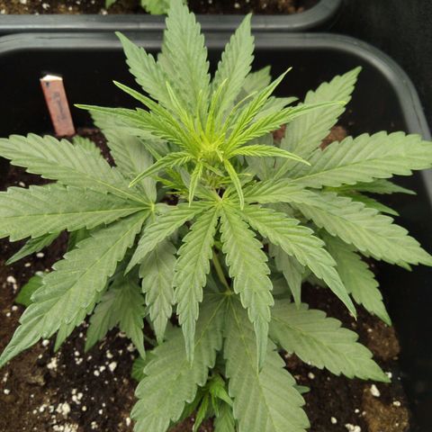 Banana Blaze #2 growlog timeline photo