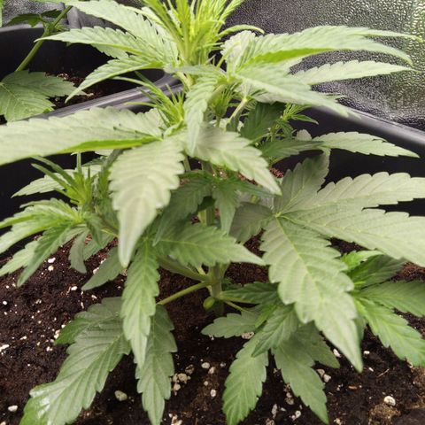 Banana Blaze #2 growlog timeline photo