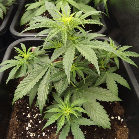 Banana Blaze #2 growlog timeline photo