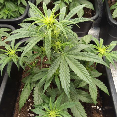 Banana Blaze #2 growlog timeline photo