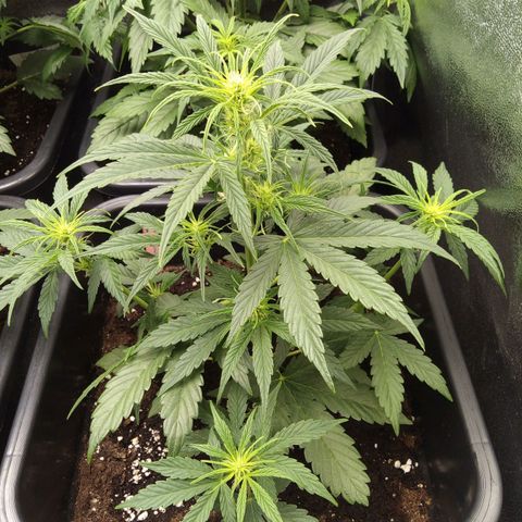 Banana Blaze #2 growlog timeline photo