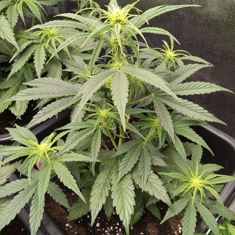Banana Blaze #2 growlog timeline photo