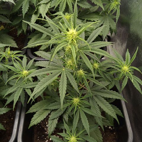 Banana Blaze #2 growlog timeline photo