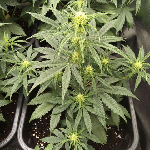Banana Blaze #2 growlog timeline photo