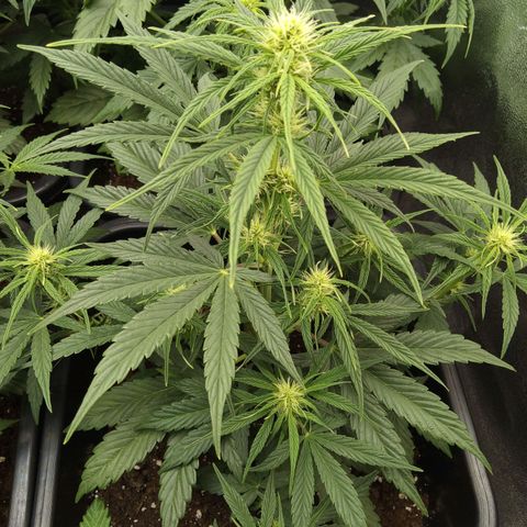 Banana Blaze #2 growlog timeline photo