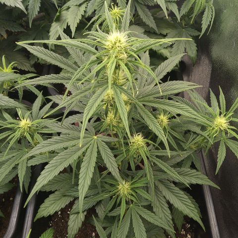 Banana Blaze #2 growlog timeline photo