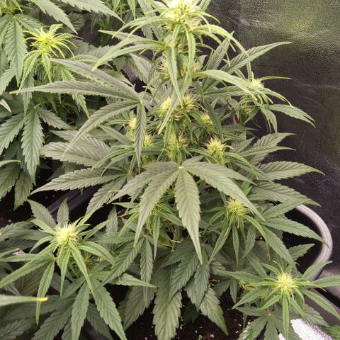 Banana Blaze #2 growlog timeline photo