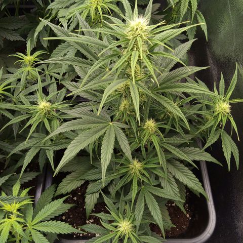 Banana Blaze #2 growlog timeline photo