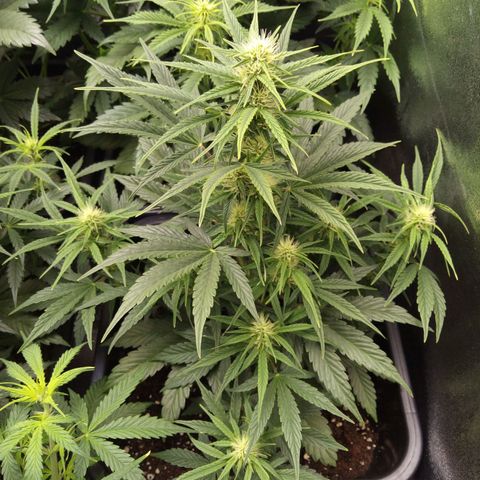 Banana Blaze #2 growlog timeline photo
