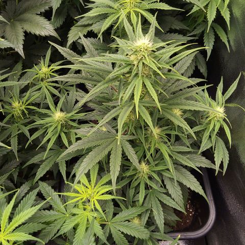 Banana Blaze #2 growlog timeline photo