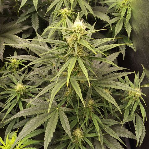 Banana Blaze #2 growlog timeline photo