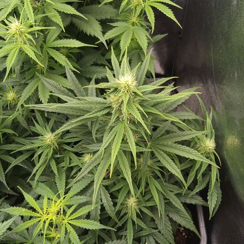 Banana Blaze #2 growlog timeline photo