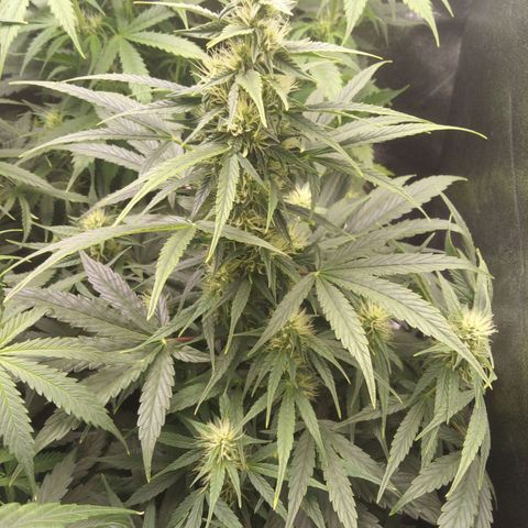 Banana Blaze #2 growlog timeline photo
