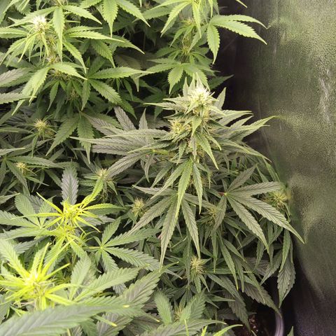 Banana Blaze #2 growlog timeline photo