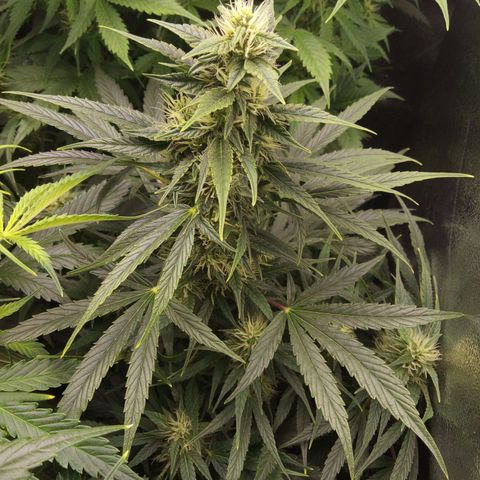 Banana Blaze #2 growlog timeline photo