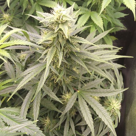 Banana Blaze #2 growlog timeline photo