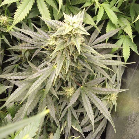 Banana Blaze #2 growlog timeline photo