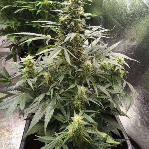 Banana Blaze #2 growlog timeline photo