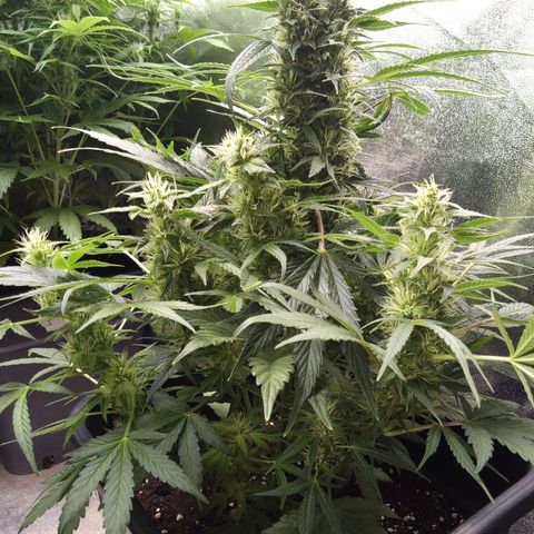 Banana Blaze #2 growlog timeline photo