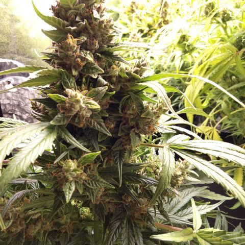 Banana Blaze #2 growlog timeline photo
