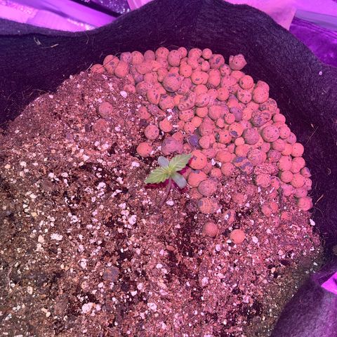 Foto do cronograma do growlog de Northern Lights Auto
