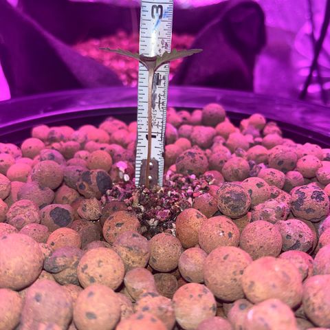 Northern Lights Auto growlog timeline photo