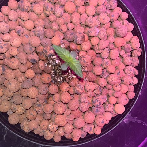 Northern Lights Auto growlog timeline photo
