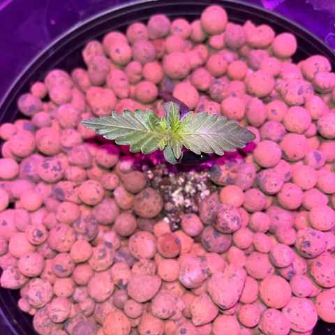 Northern Lights Auto growlog timeline photo