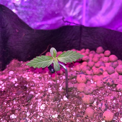 Foto do growlog de Northern Lights Auto: Fan too strong yesterday, plant fell over so staked both today, lowered 250 watt light, raised fan