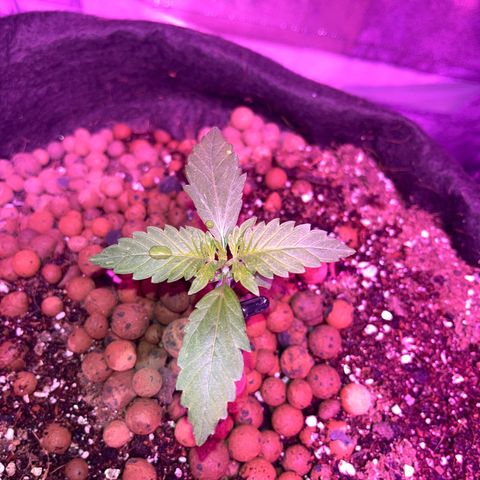 Foto do growlog de Northern Lights Auto: Watered at ph 6.2, looking much better after lighing and fan correction